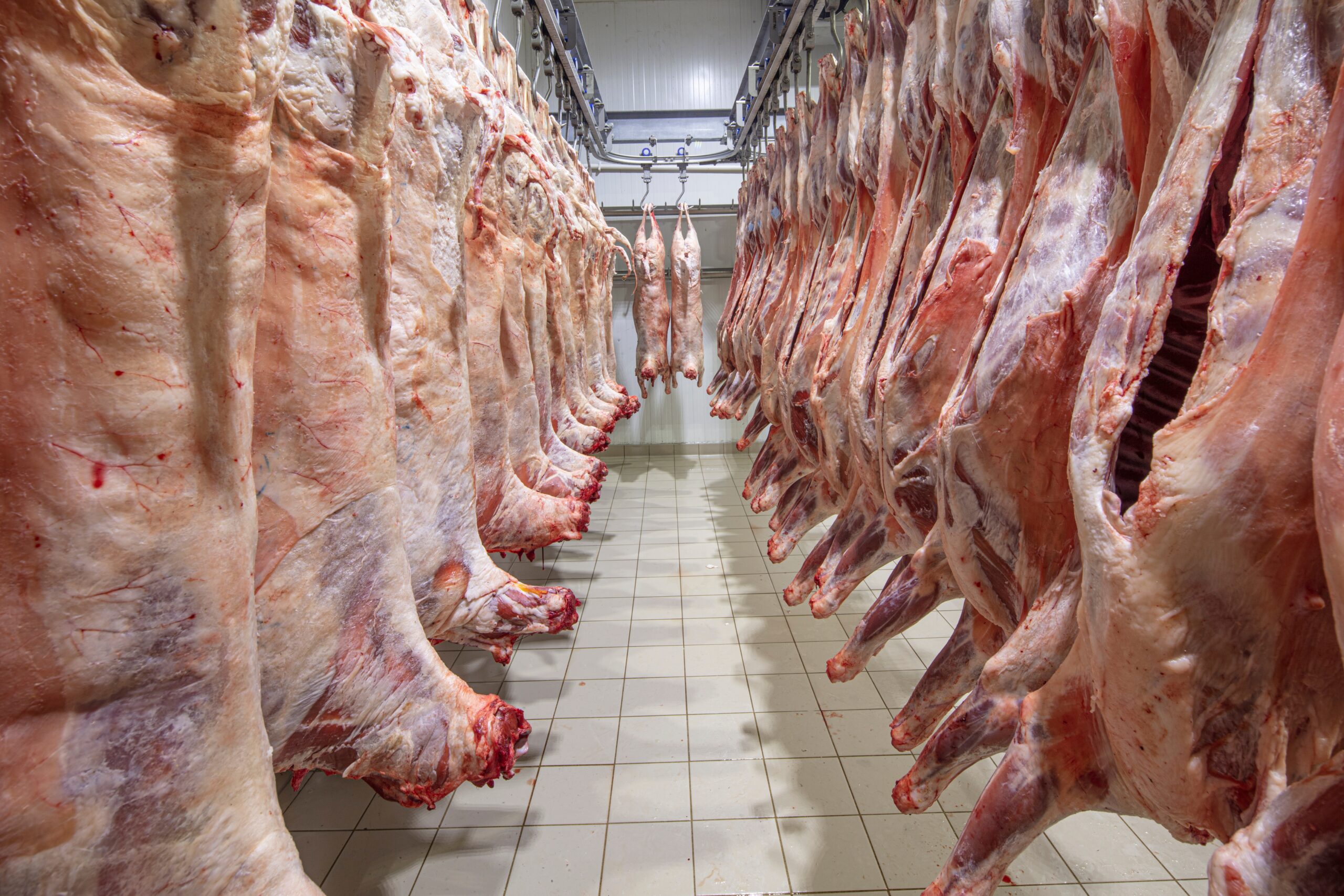 Carcasse d’Agneau Halal – Précommande Uniquement