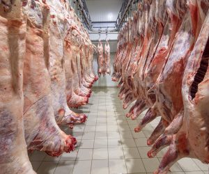 Lamb,Carcasses,Hanging,On,Hooks,In,Slaughter,House,Before,Transfer